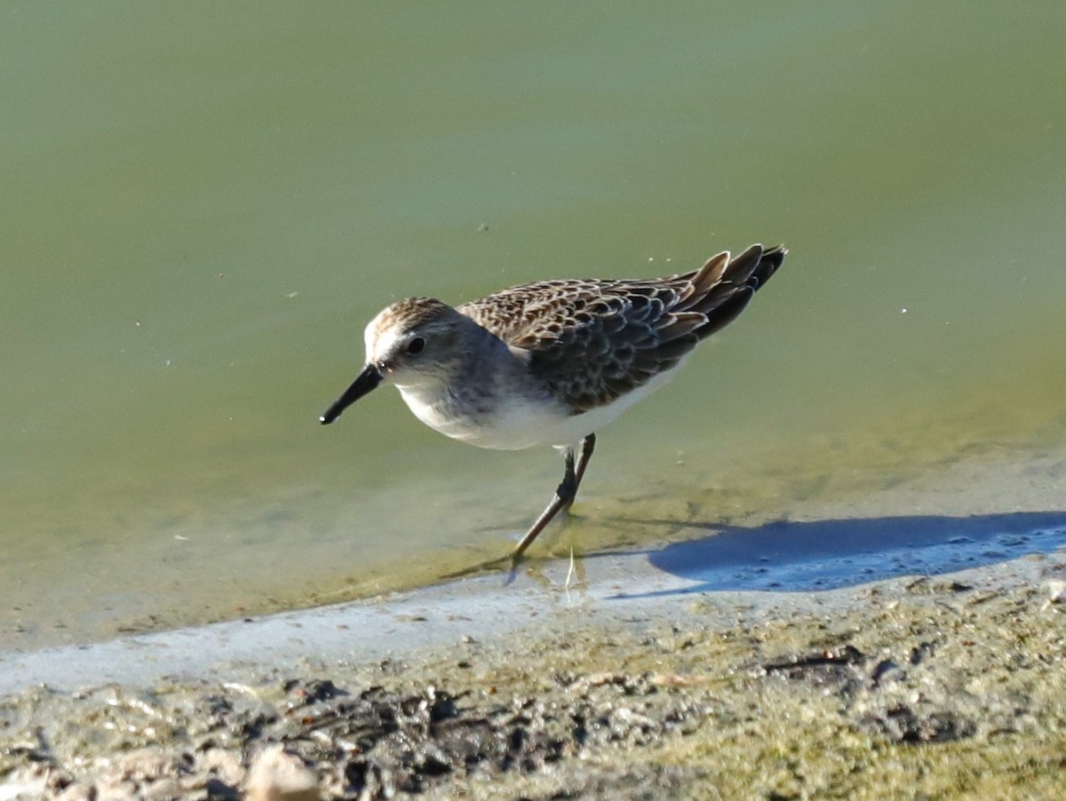 Semipalmated Sandpiper - ML641591229