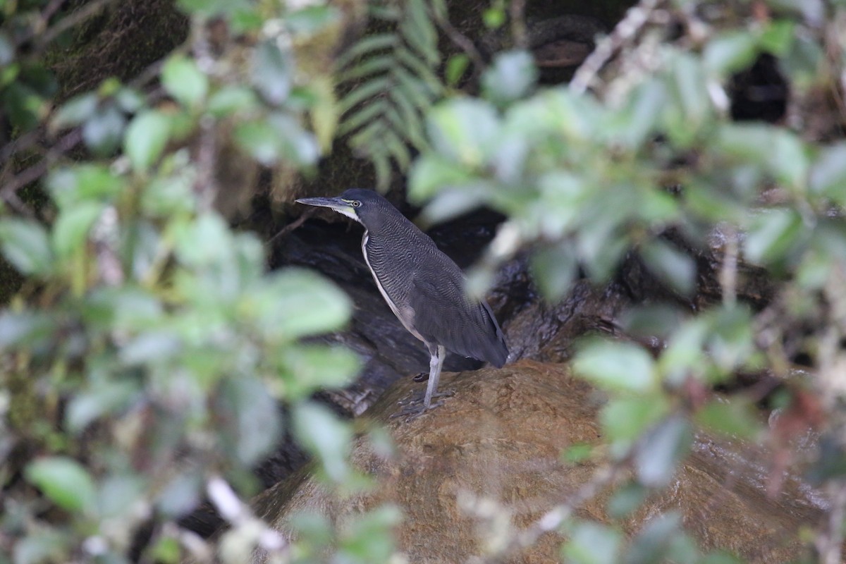 Fasciated Tiger-Heron - ML641591232