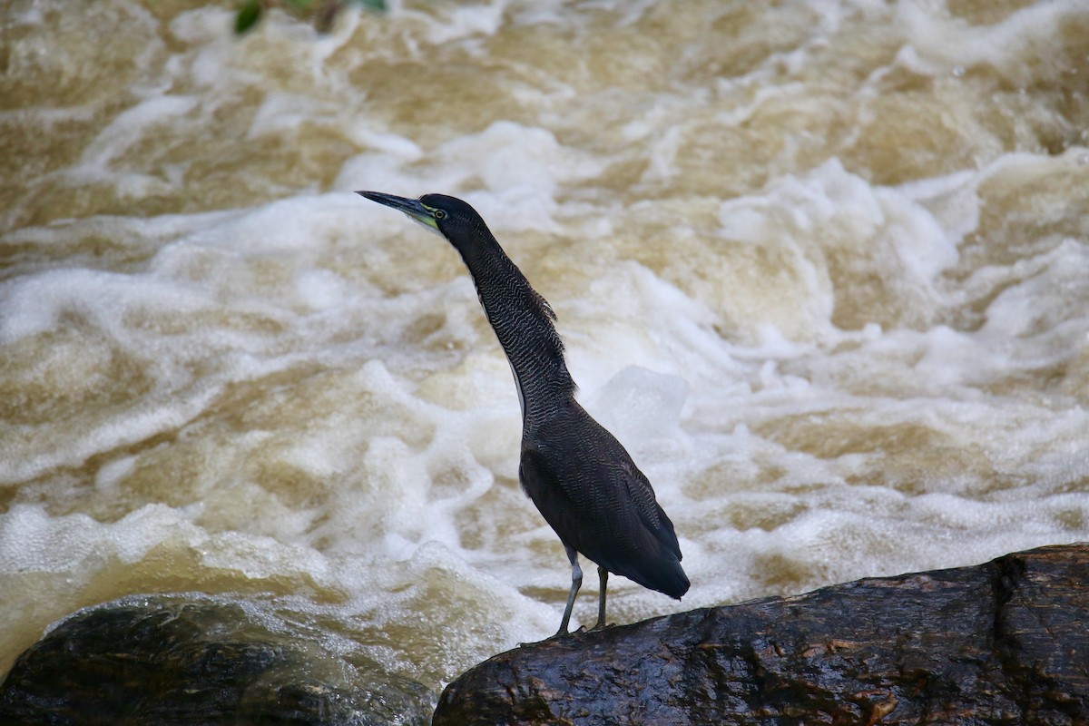 Fasciated Tiger-Heron - ML641591235