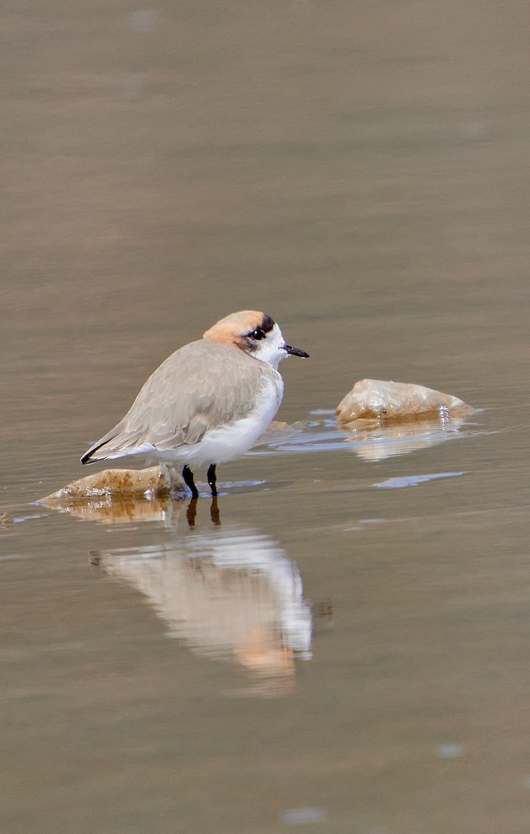 Puna Plover - ML641591254