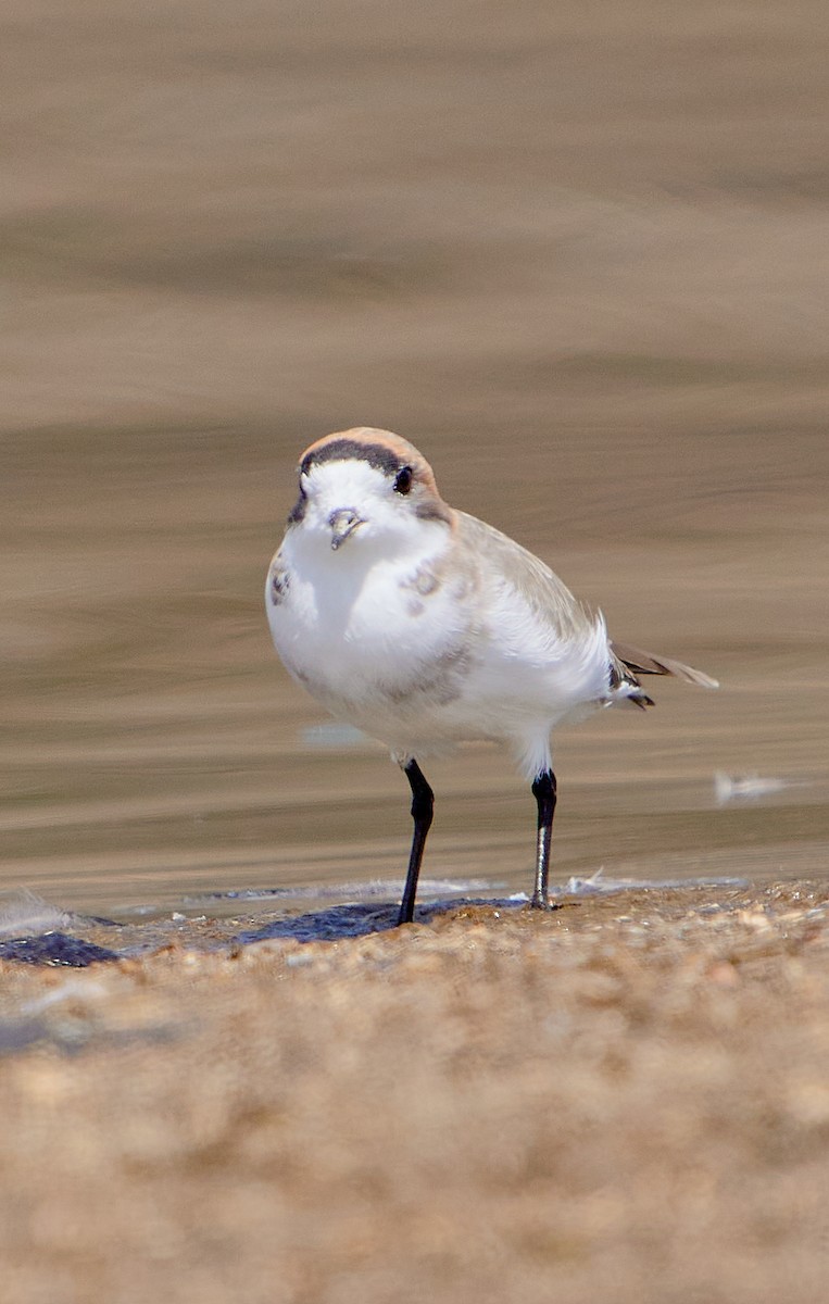 Puna Plover - ML641591255