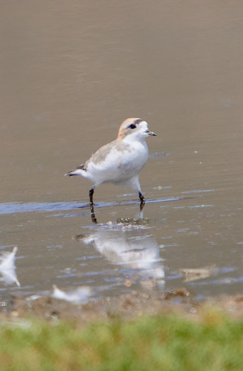 Puna Plover - ML641591256