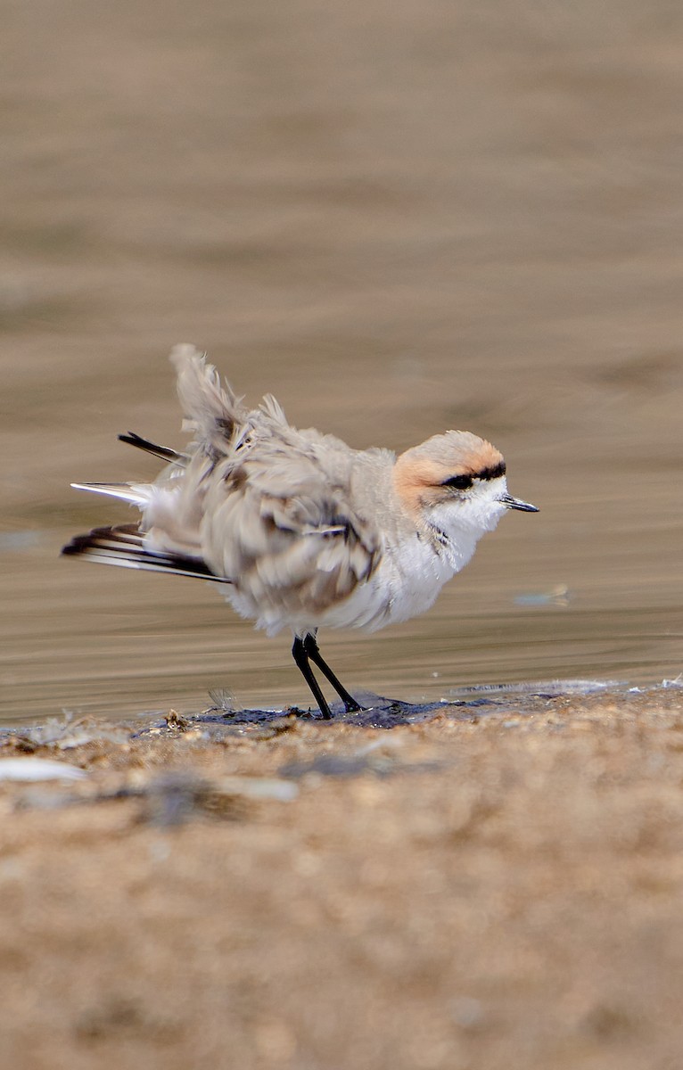 Puna Plover - ML641591257