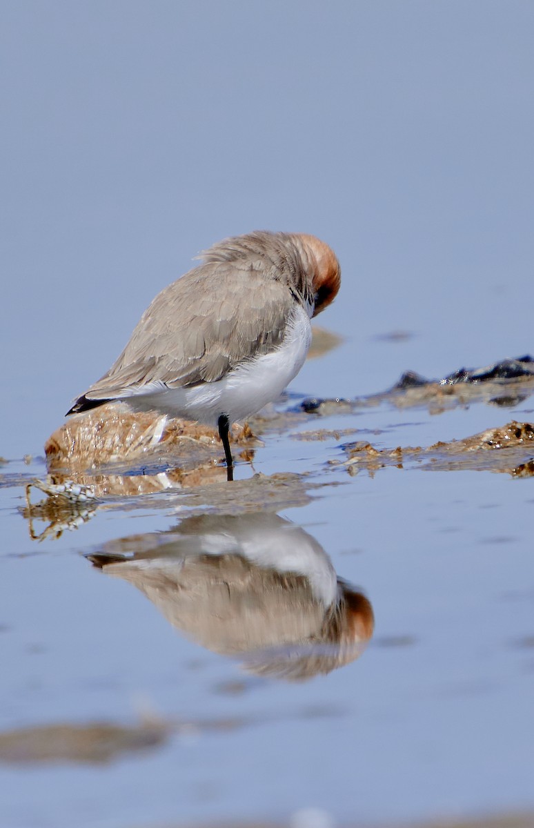 Puna Plover - ML641591258