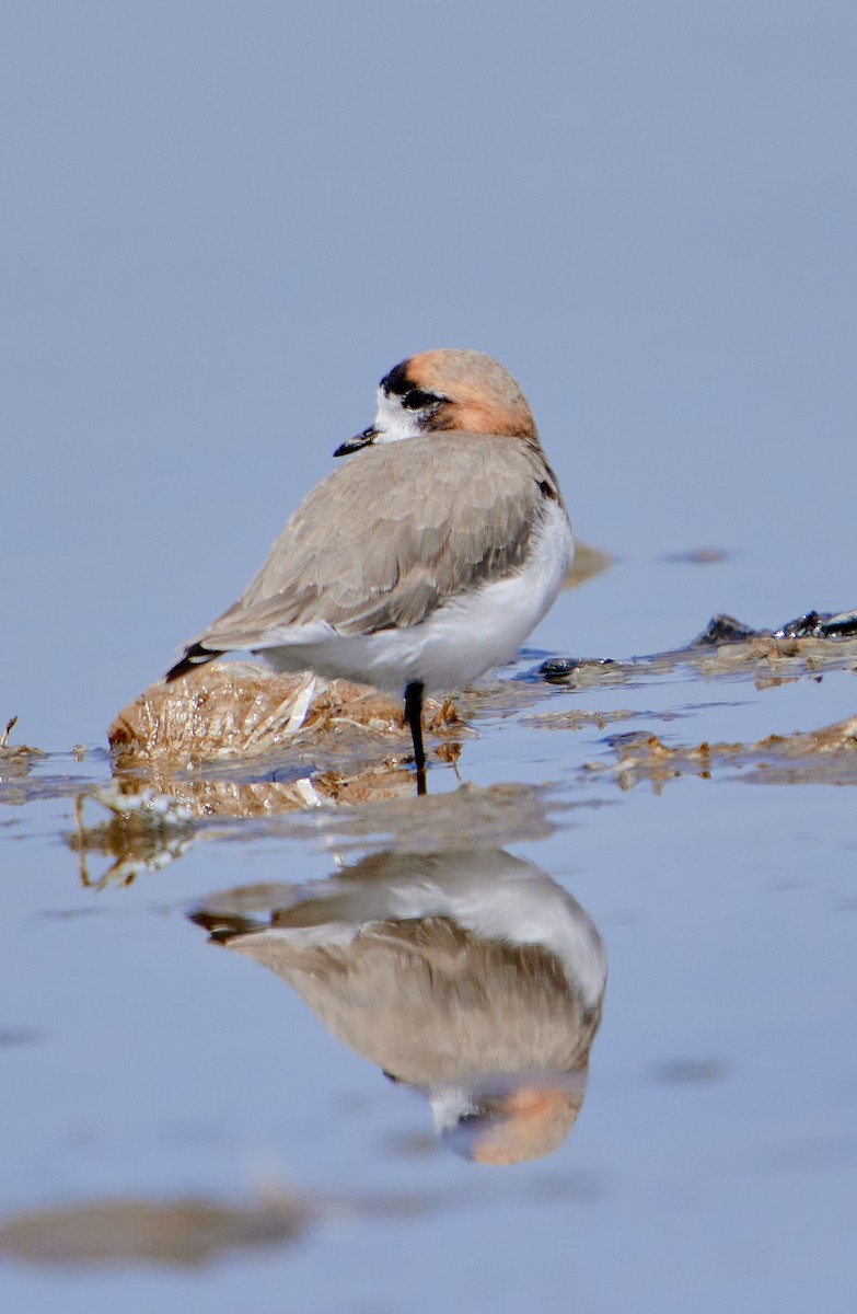 Puna Plover - ML641591259