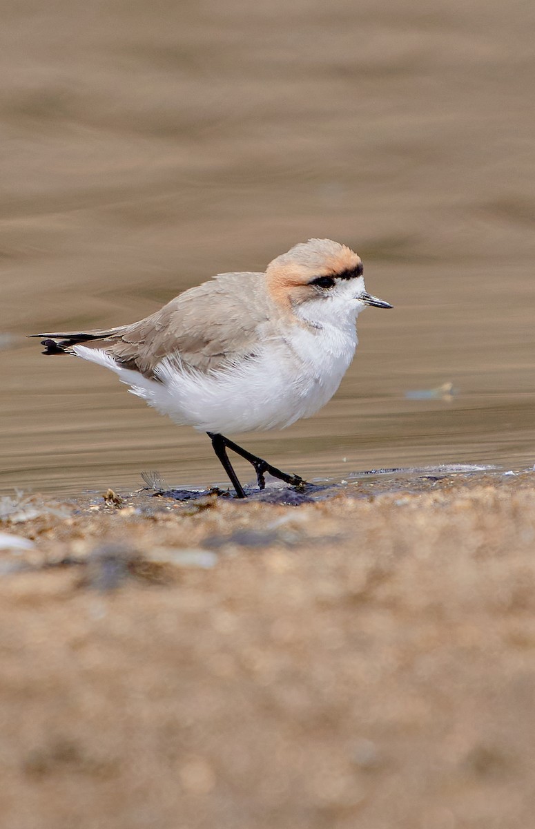 Puna Plover - ML641591260