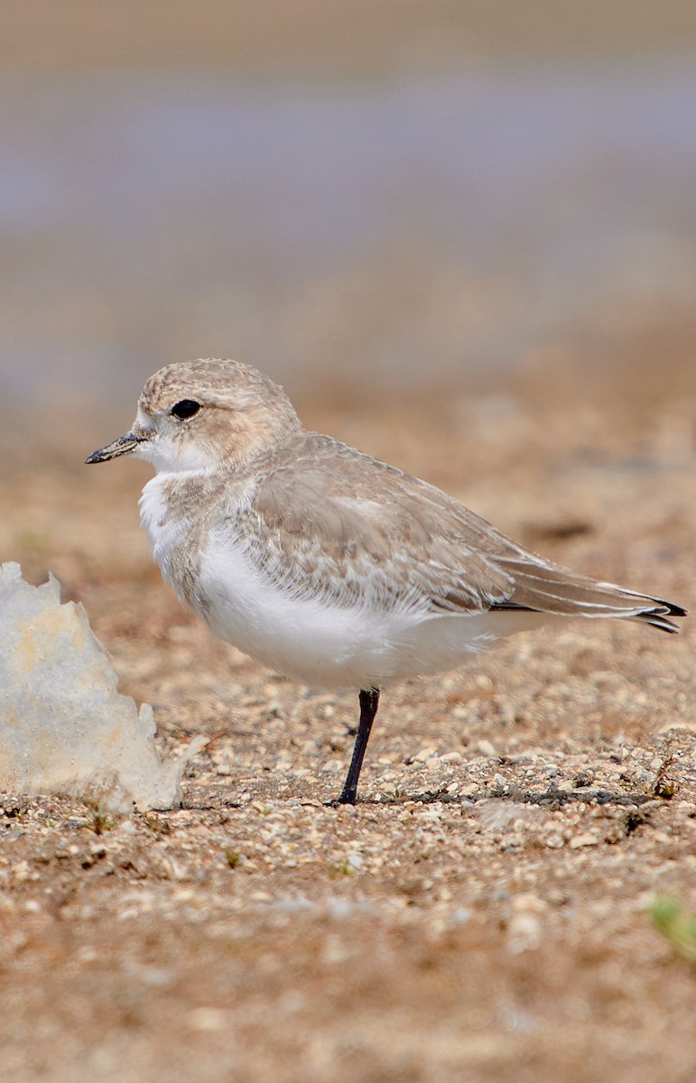 Puna Plover - ML641591261