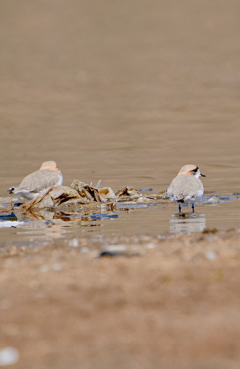 Puna Plover - ML641591262