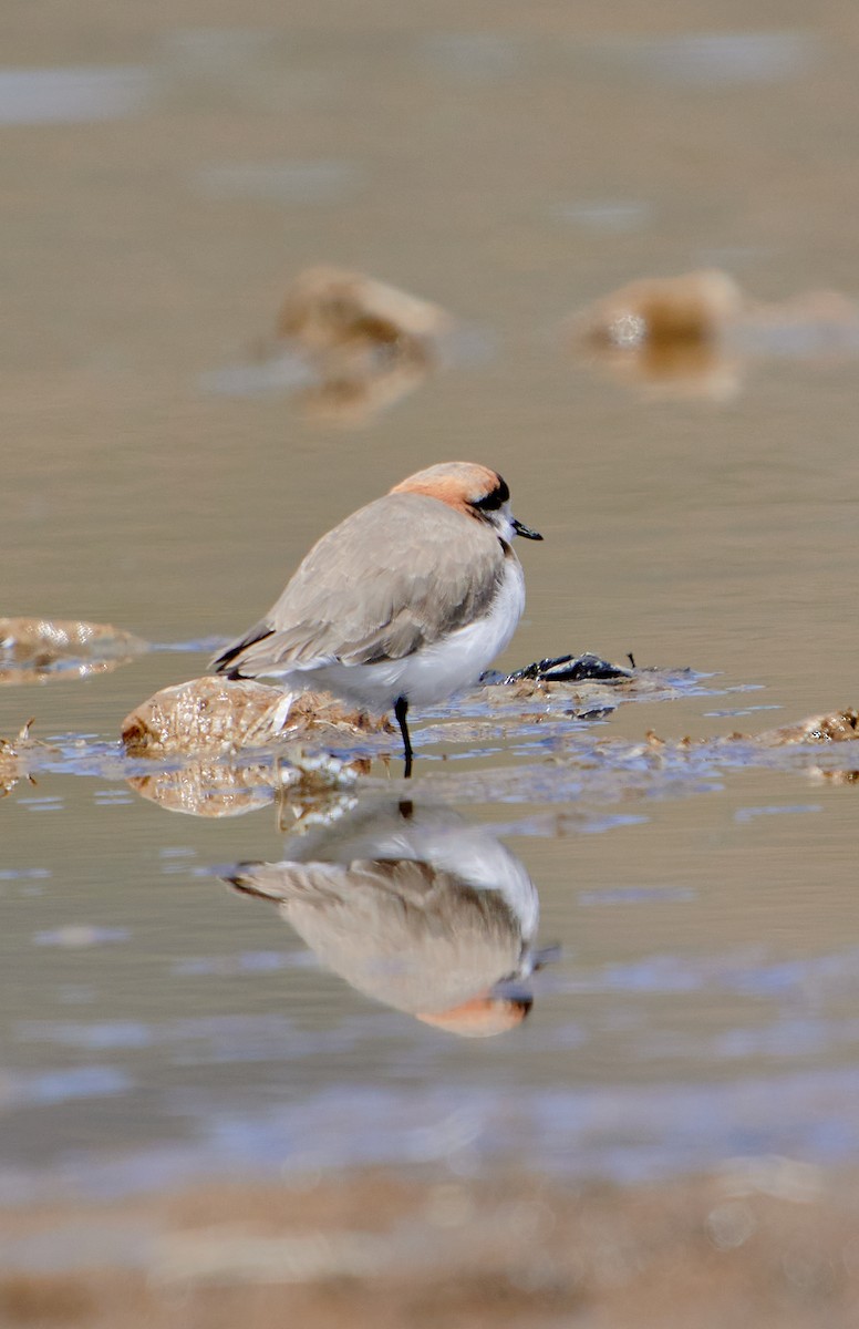 Puna Plover - ML641591263