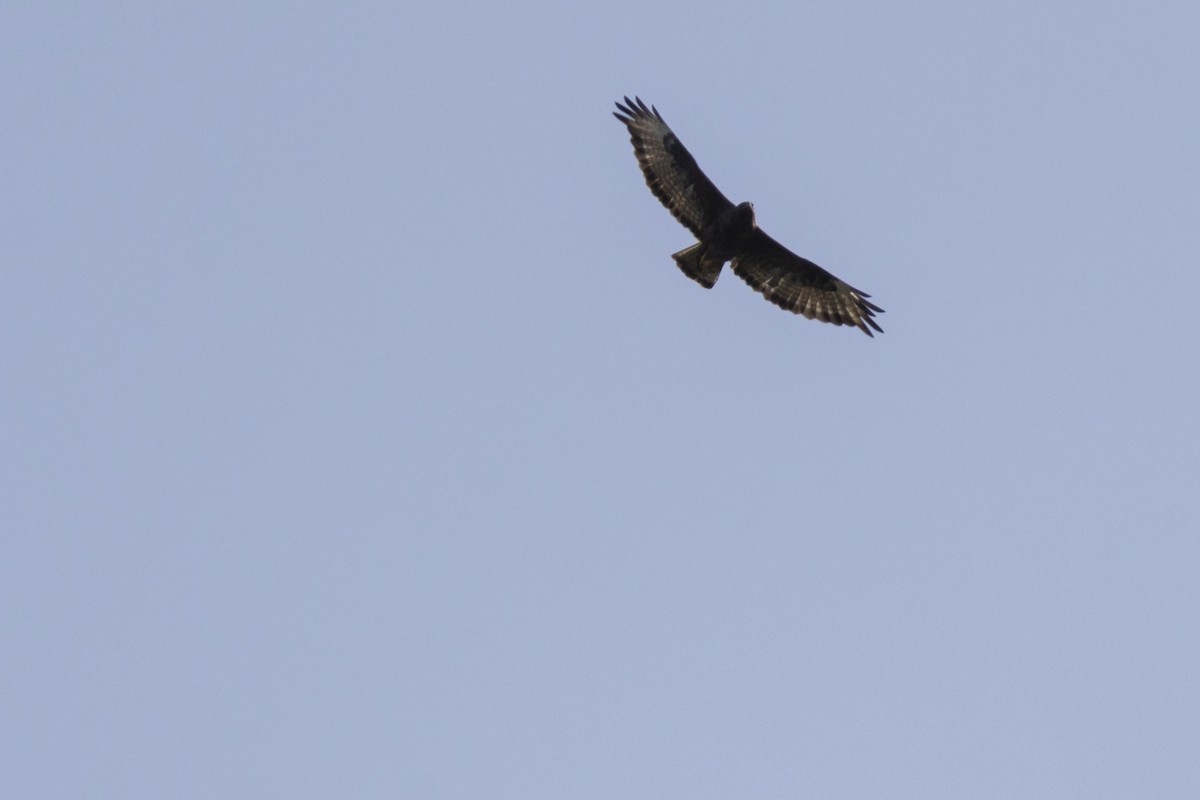 Mäusebussard (vulpinus/menetriesi) - ML641591363