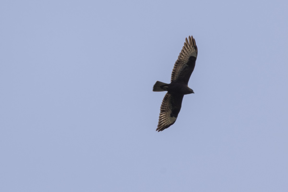 Mäusebussard (vulpinus/menetriesi) - ML641591364