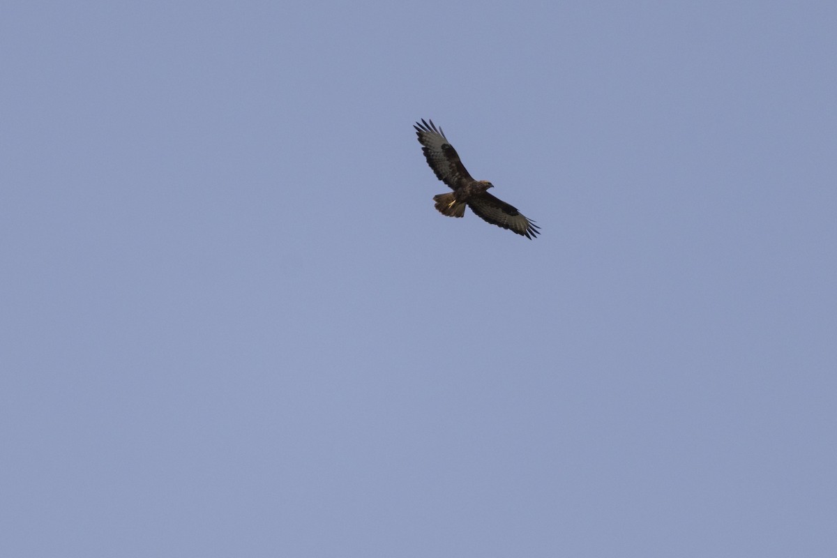 Mäusebussard (vulpinus/menetriesi) - ML641591365