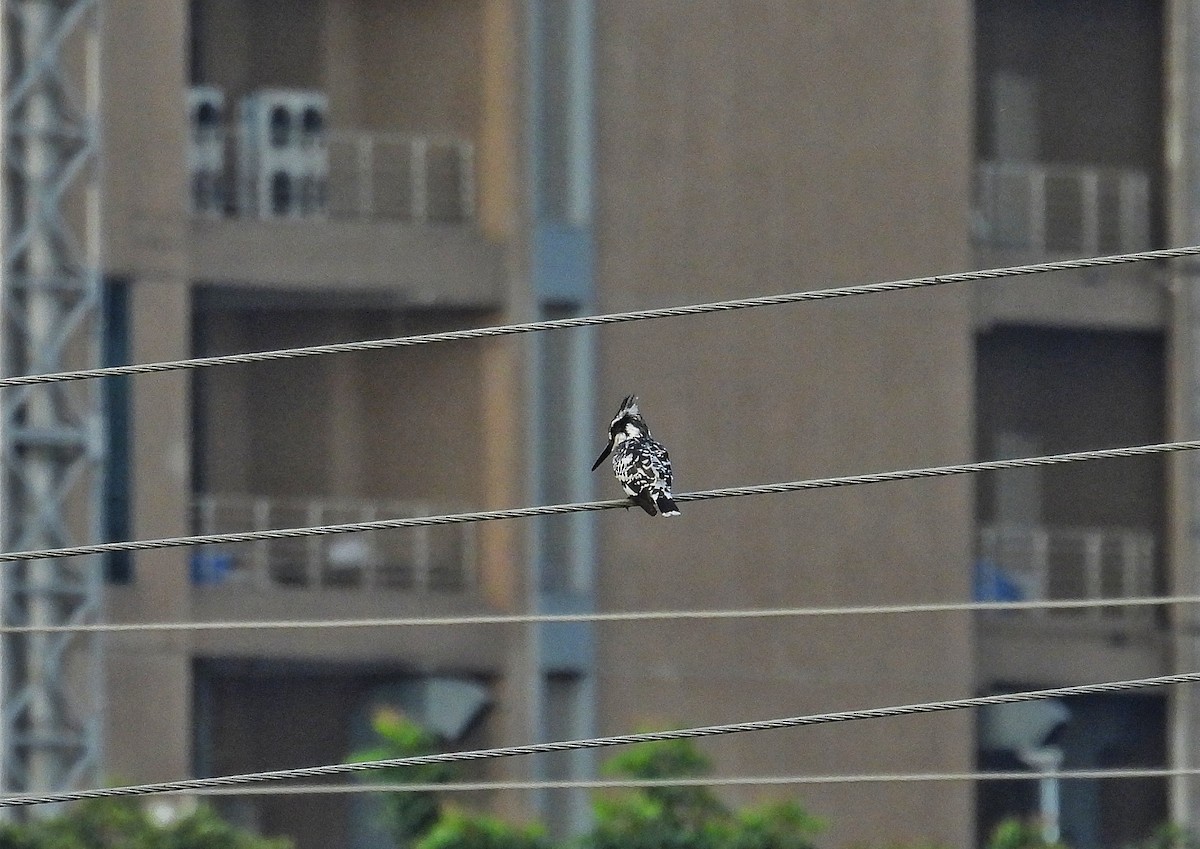 Pied Kingfisher - ML641591403