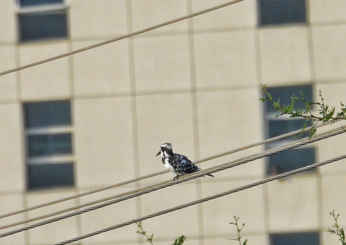 Pied Kingfisher - ML641591404