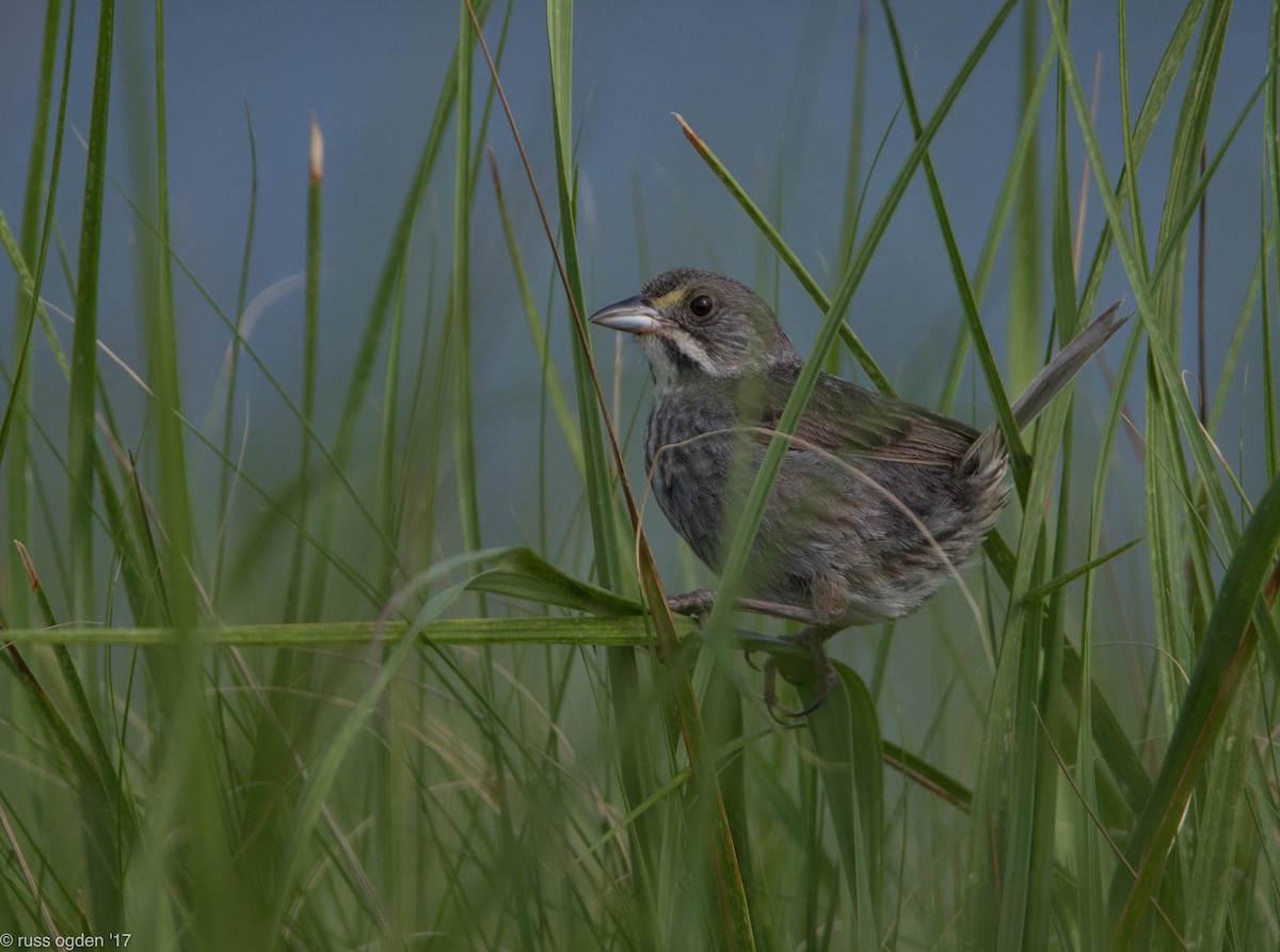 Seaside Sparrow - ML64159141