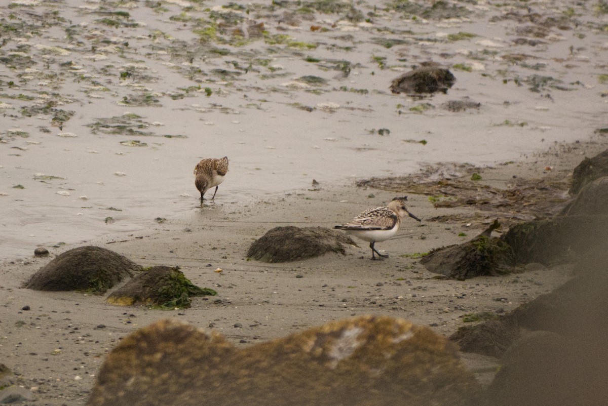 三趾濱鷸 - ML641591429