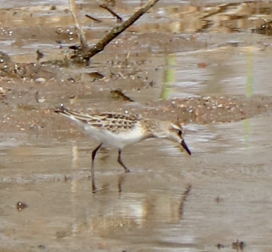 Sandstrandläufer - ML641591460