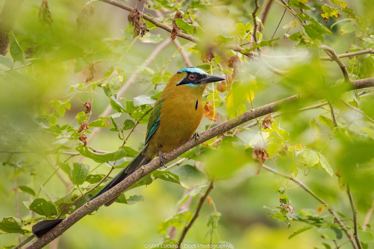Whooping Motmot - ML641591499