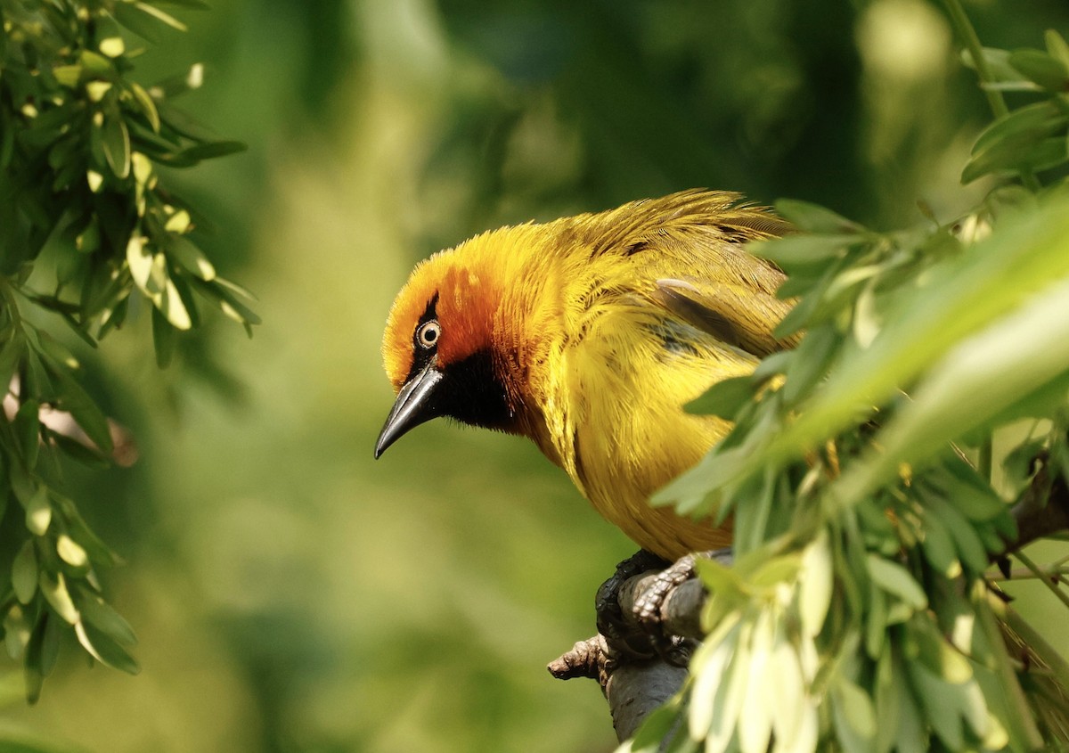 Spectacled Weaver - ML641591580