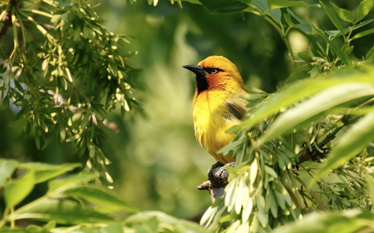 Spectacled Weaver - ML641591583