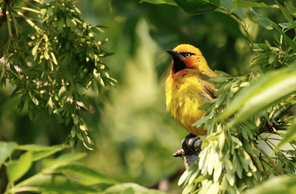Spectacled Weaver - ML641591584