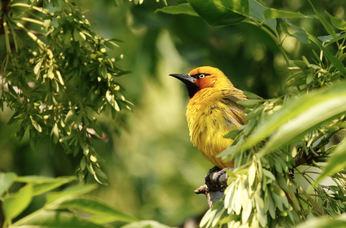 Spectacled Weaver - ML641591585