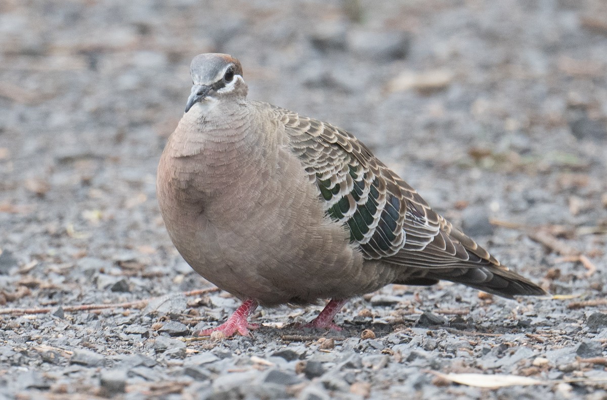 Common Bronzewing - ML641591591