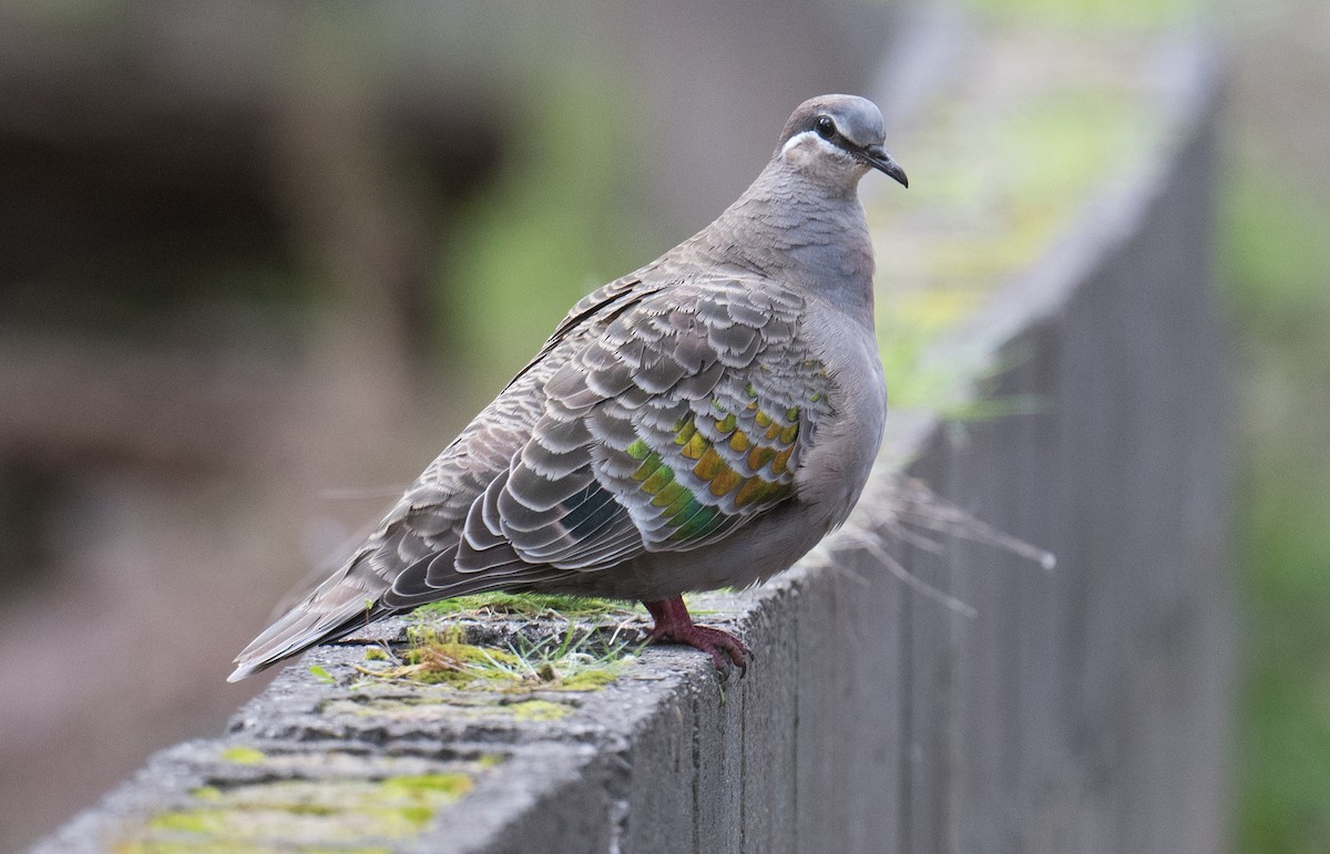 Common Bronzewing - ML641591592