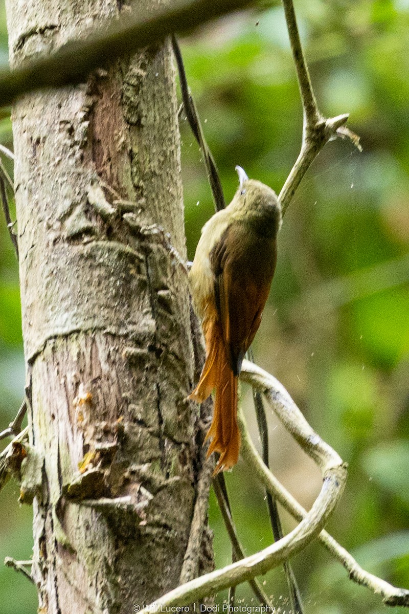 Olivaceous Woodcreeper - ML641591594