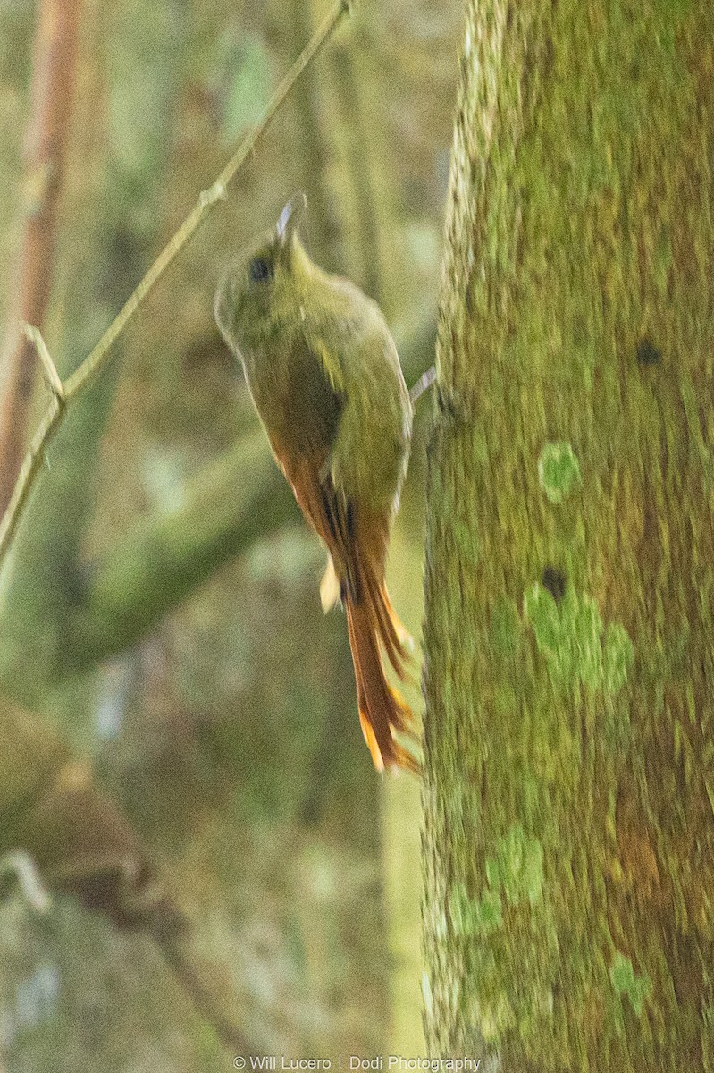 Olivaceous Woodcreeper - ML641591595