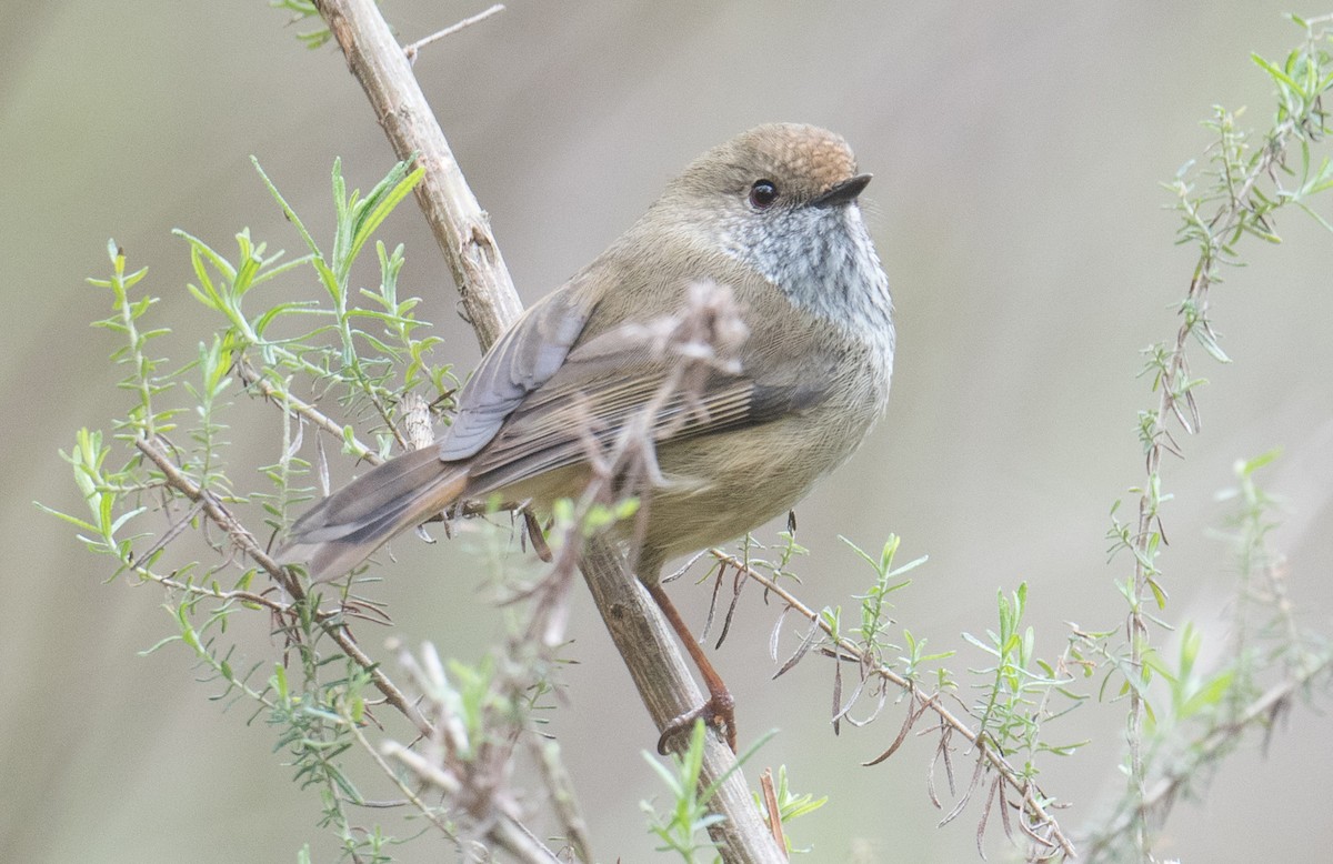 Brown Thornbill - ML641591620