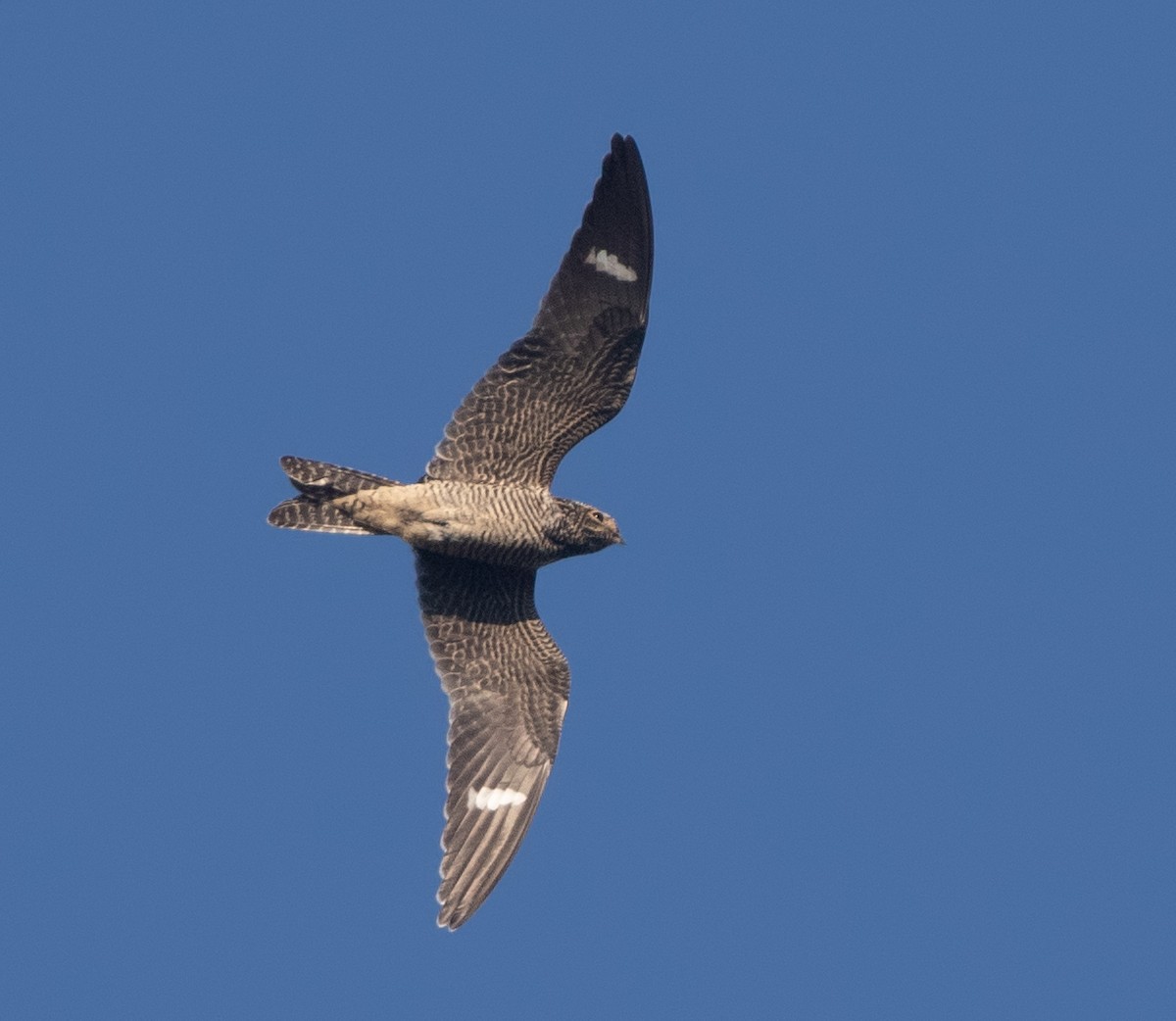 Common Nighthawk - ML641591625