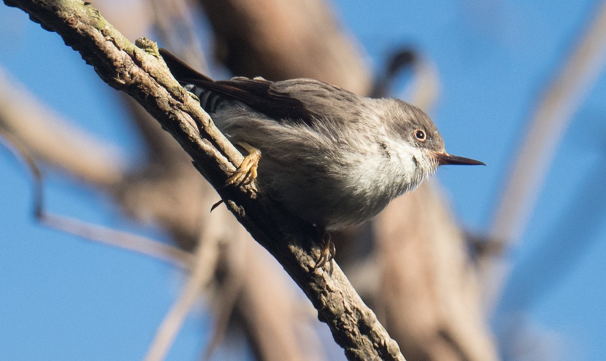 Varied Sittella - ML641591627