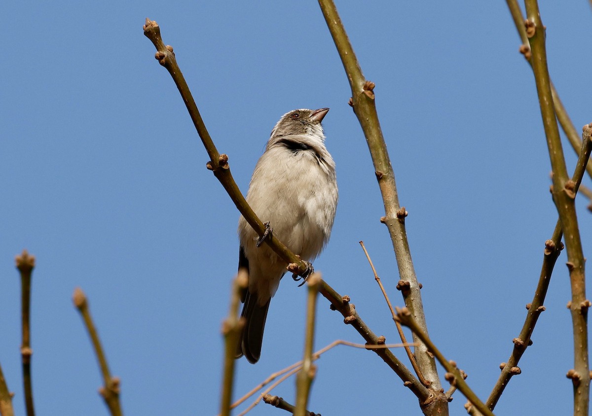 Streaky-headed Seedeater - ML641591628