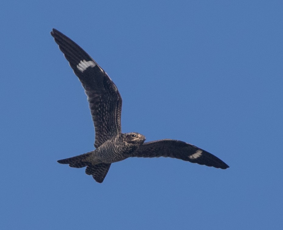 Common Nighthawk - ML641591629