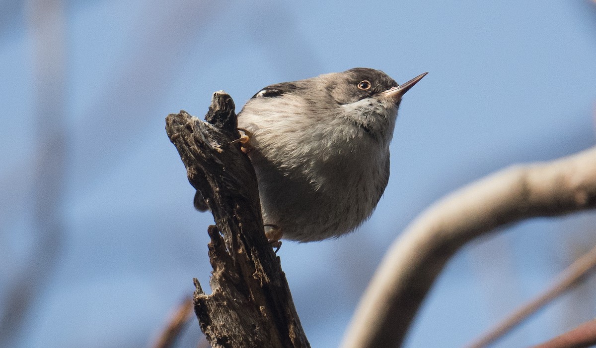Varied Sittella - ML641591631