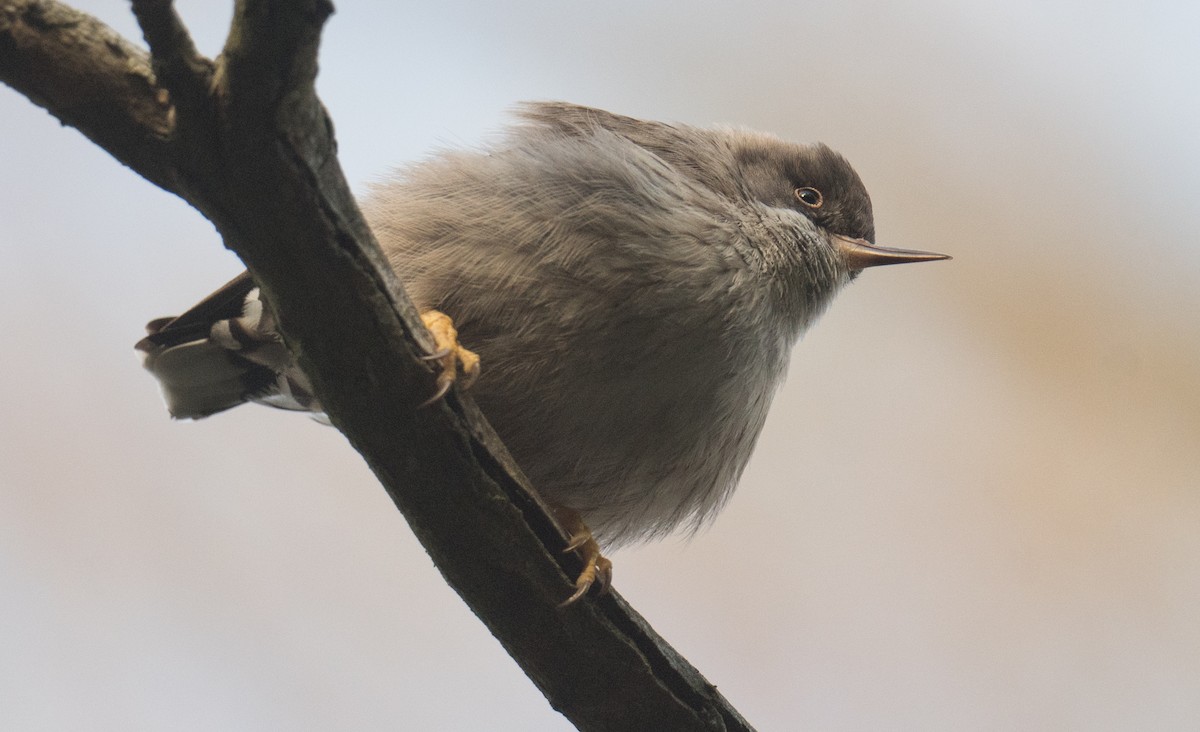 Varied Sittella - ML641591632