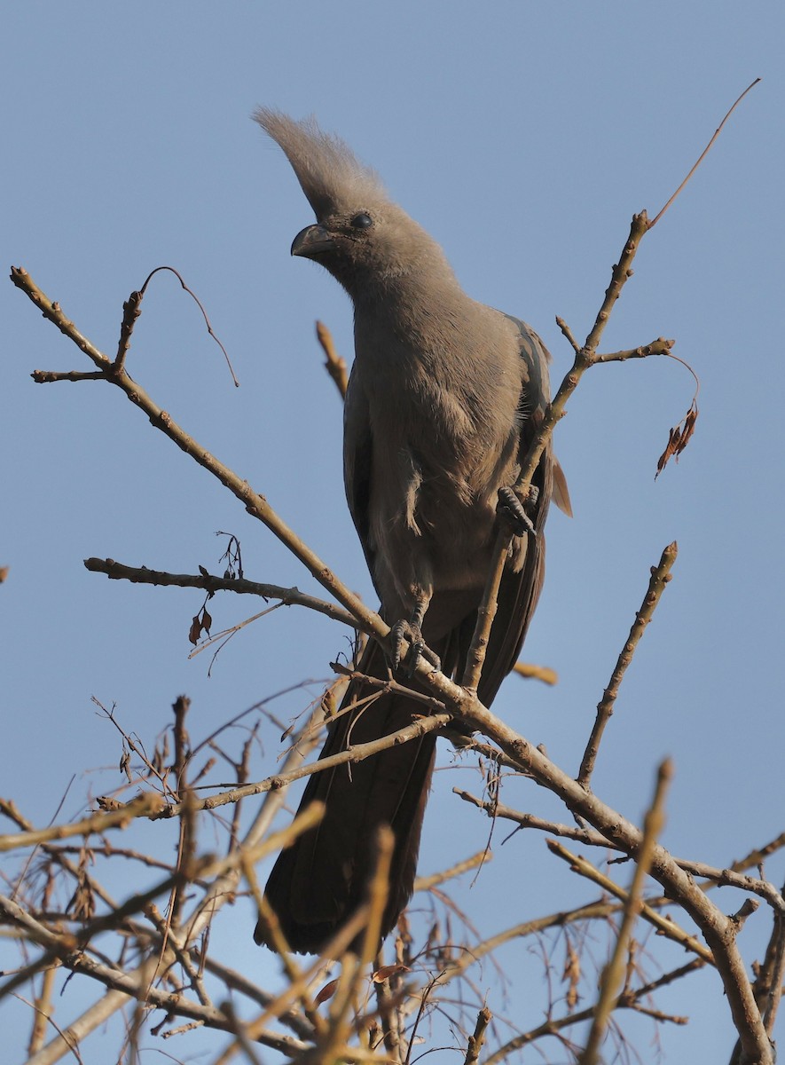 Gray Go-away-bird - ML641591633