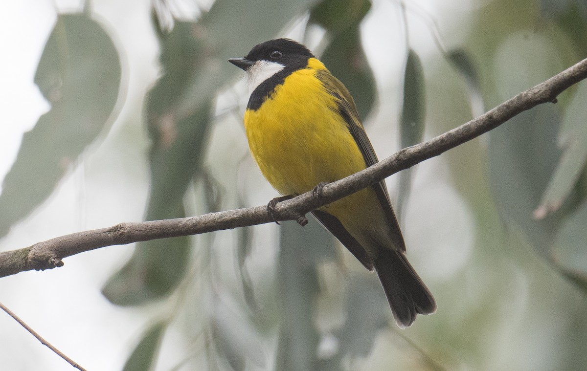 Golden Whistler (Eastern) - ML641591634