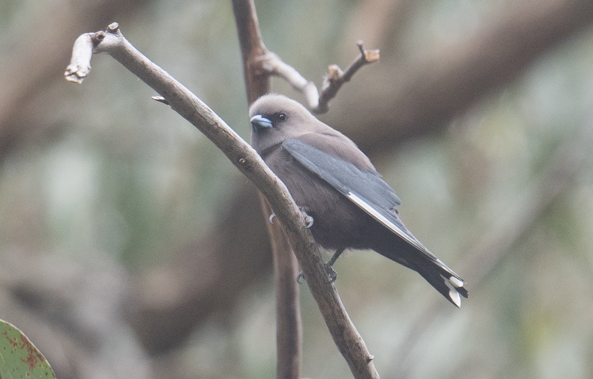 Dusky Woodswallow - ML641591635