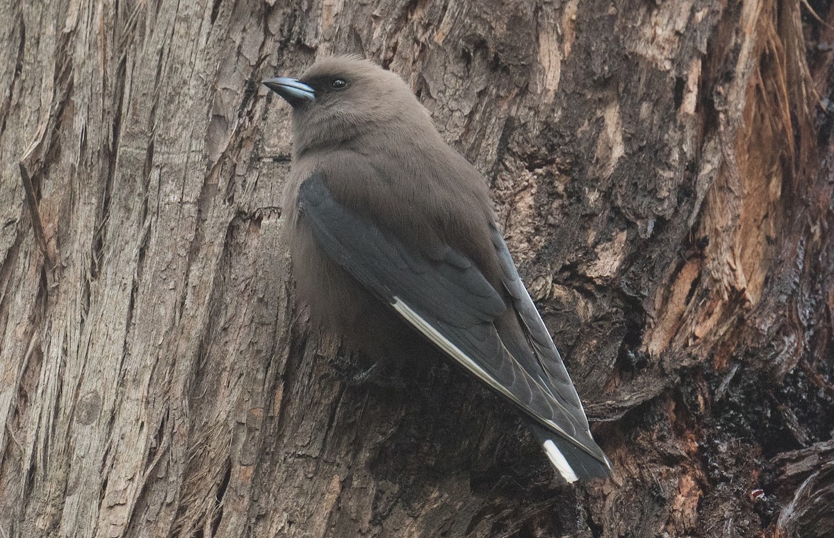 Dusky Woodswallow - ML641591637