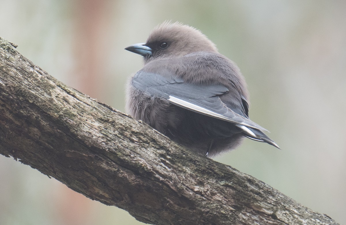 Dusky Woodswallow - ML641591639