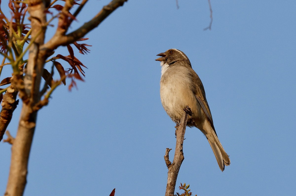 Streaky-headed Seedeater - ML641591641