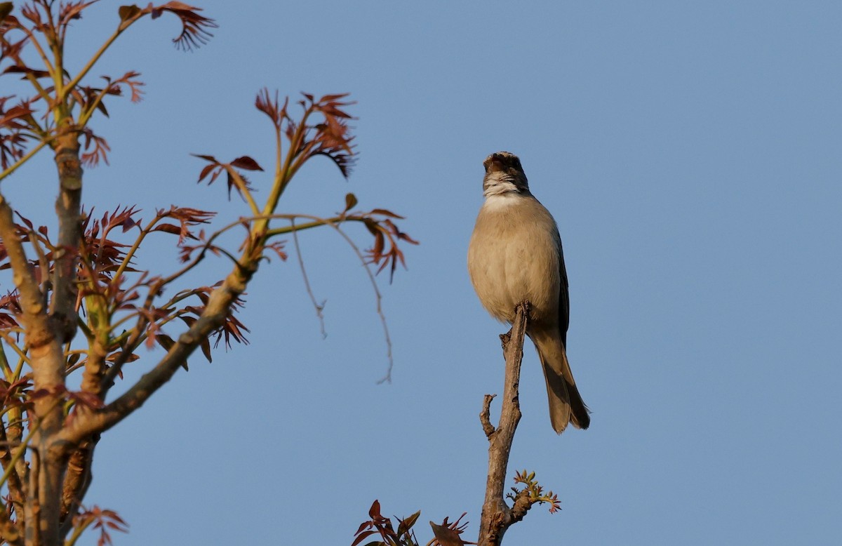 Streaky-headed Seedeater - ML641591642