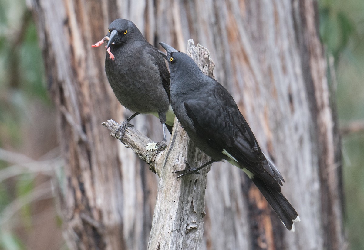 Pied Currawong - ML641591643
