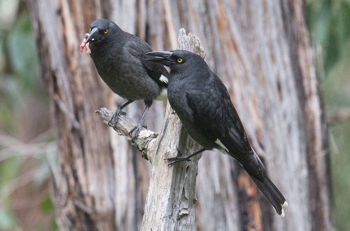 Pied Currawong - ML641591646