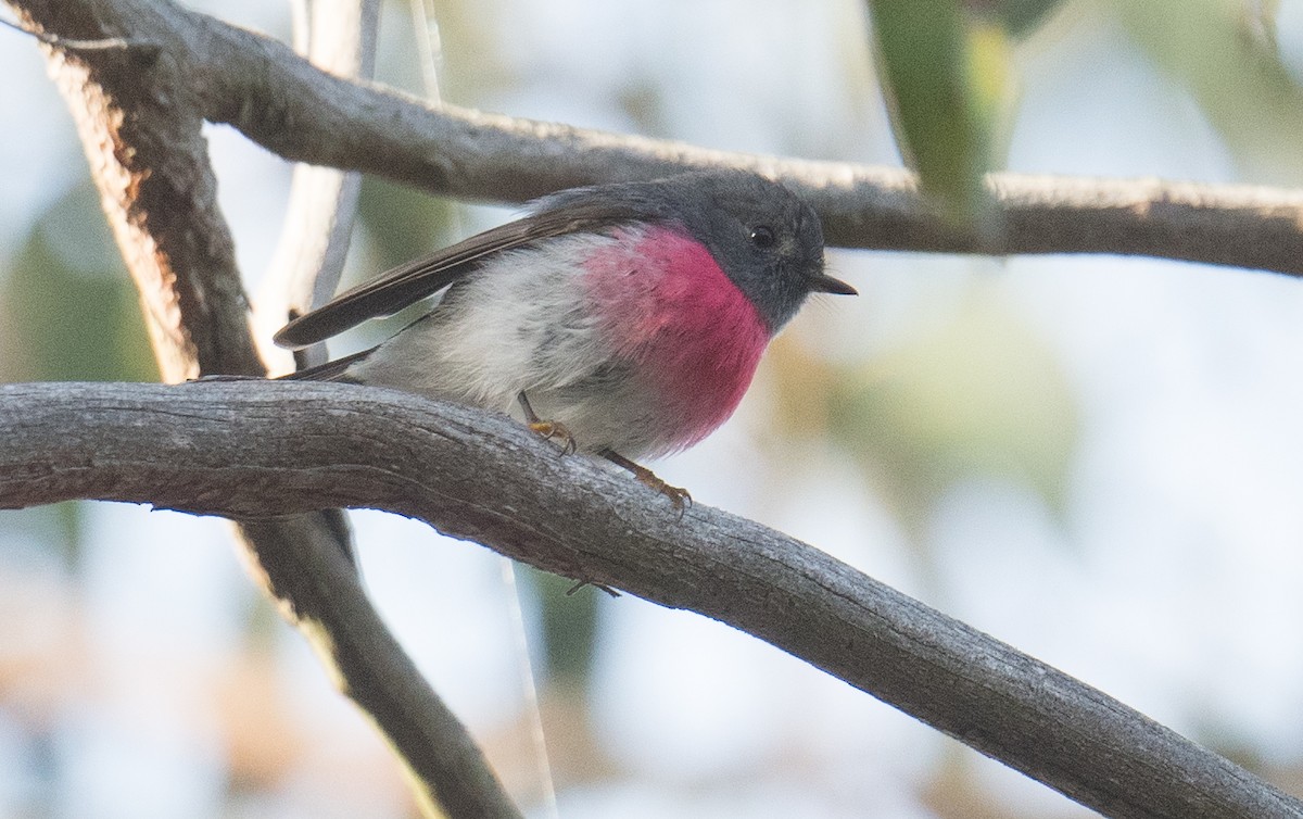 Rose Robin - ML641591650