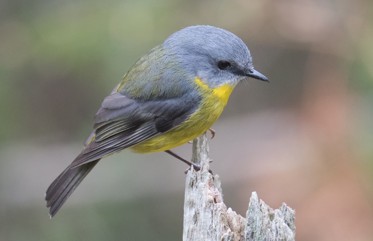 Eastern Yellow Robin - ML641591653