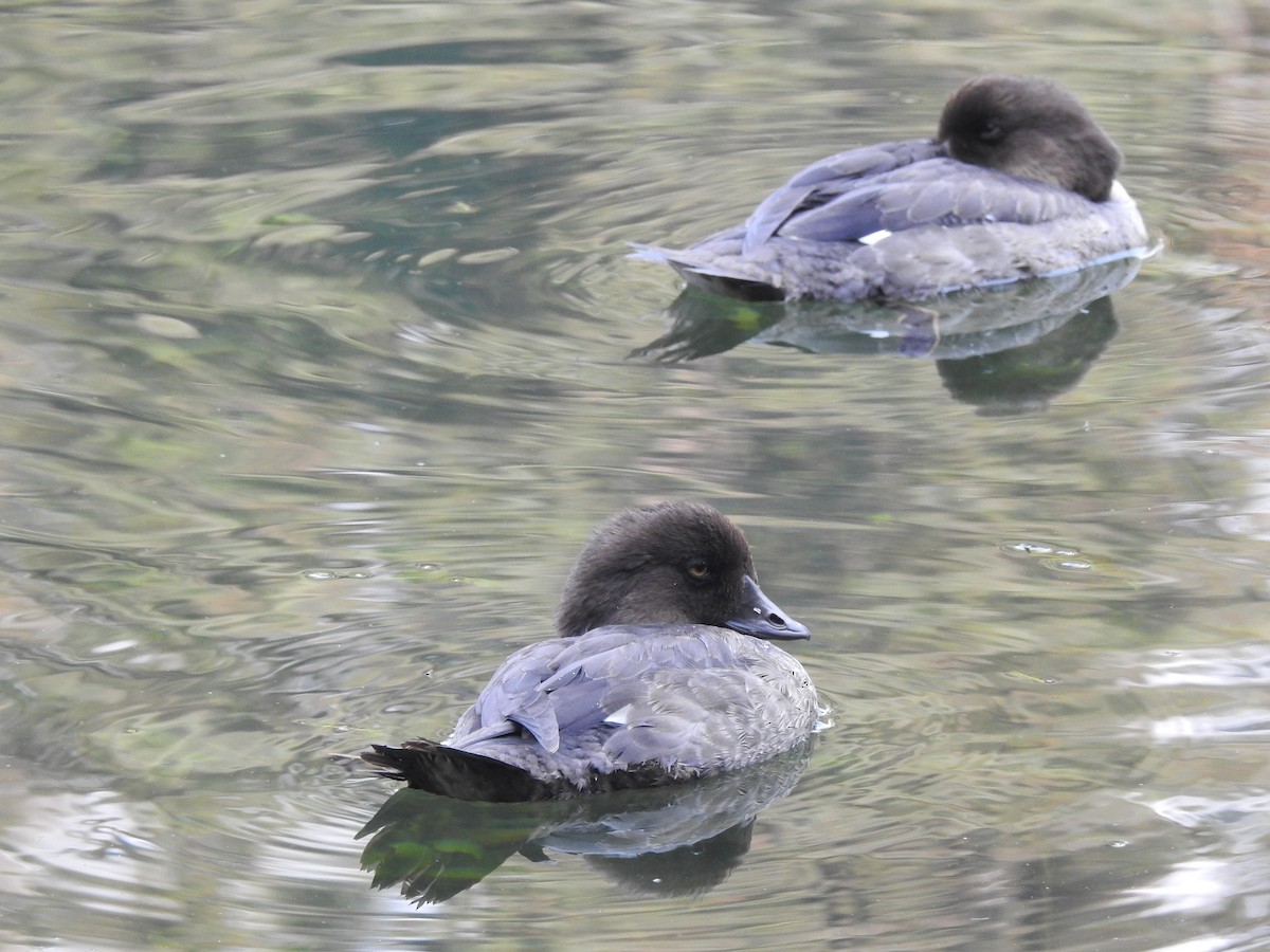 Common/Barrow's Goldeneye - ML641591711