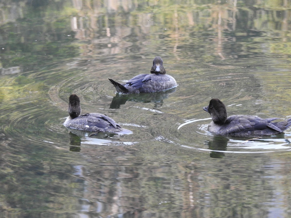 Common/Barrow's Goldeneye - ML641591712